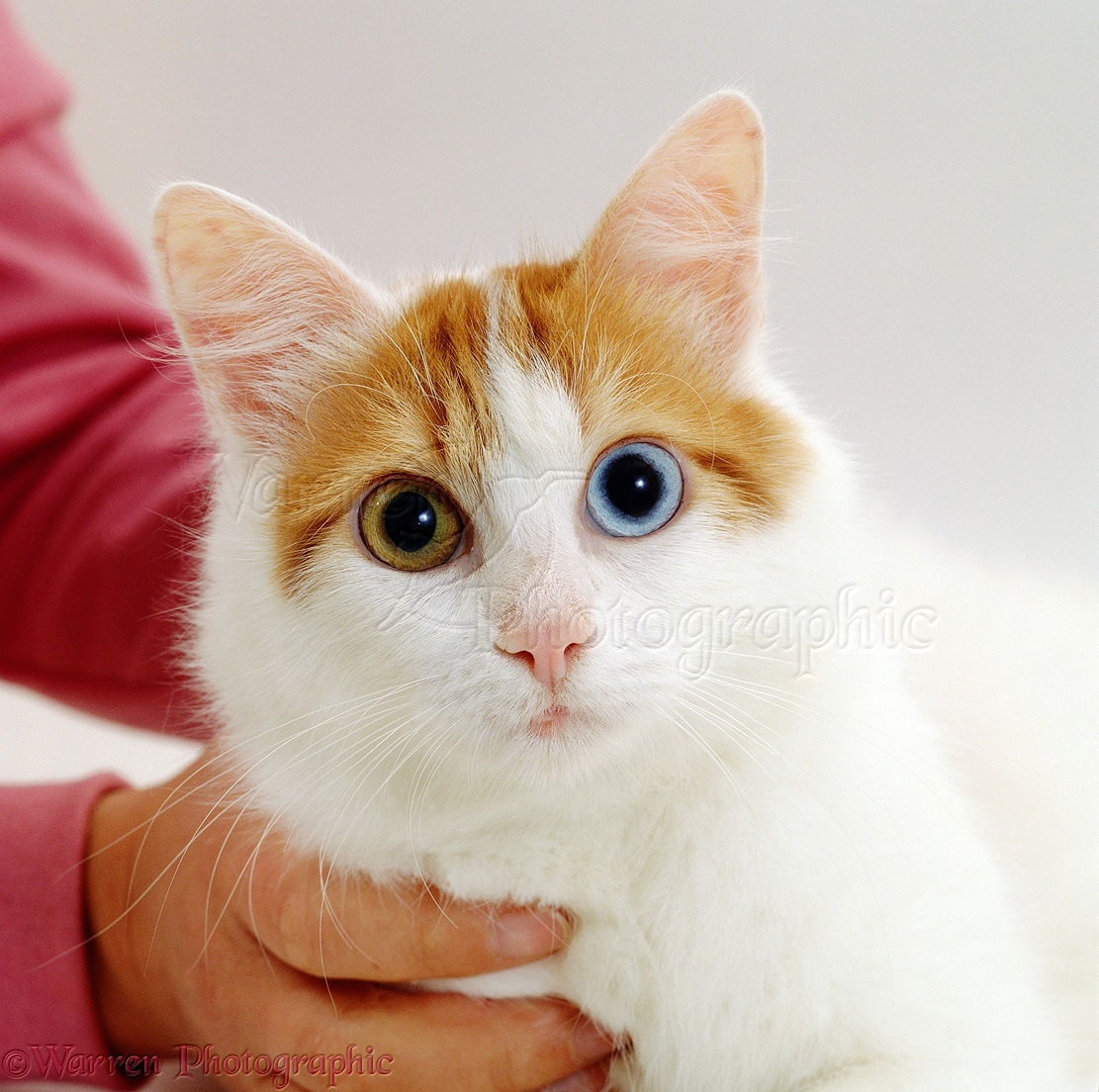 [Image: 00291-Odd-eyed-cat-white-background.jpg]