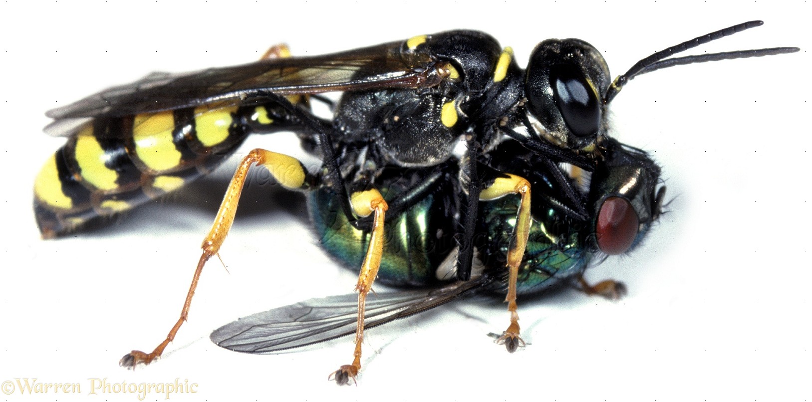 [Image: 06389-Digger-wasp-with-a-fly-white-background.jpg]