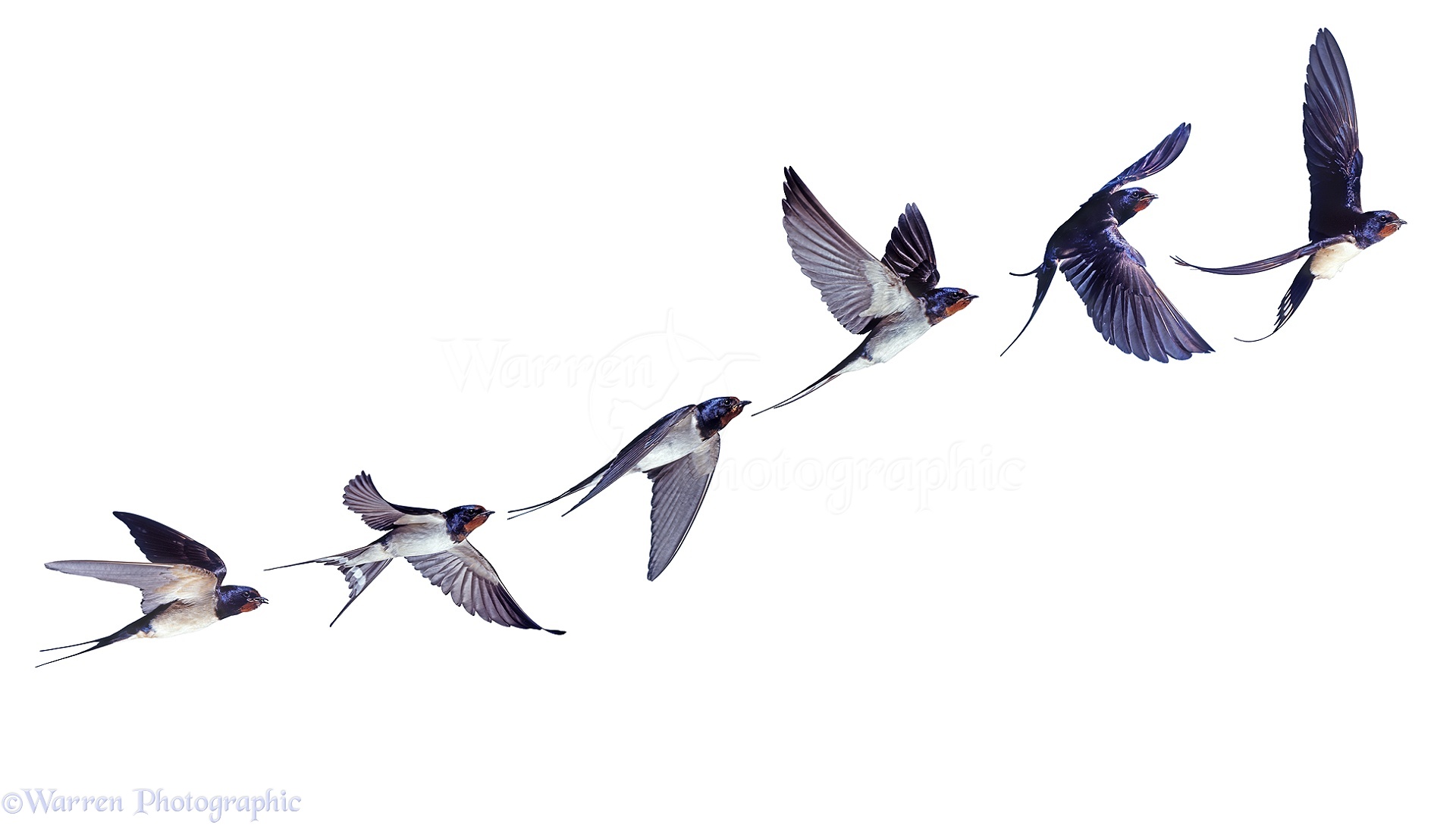 Swallow race