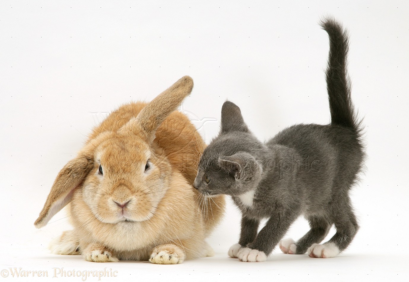  - 31126-Kitten-and-rabbit-white-background