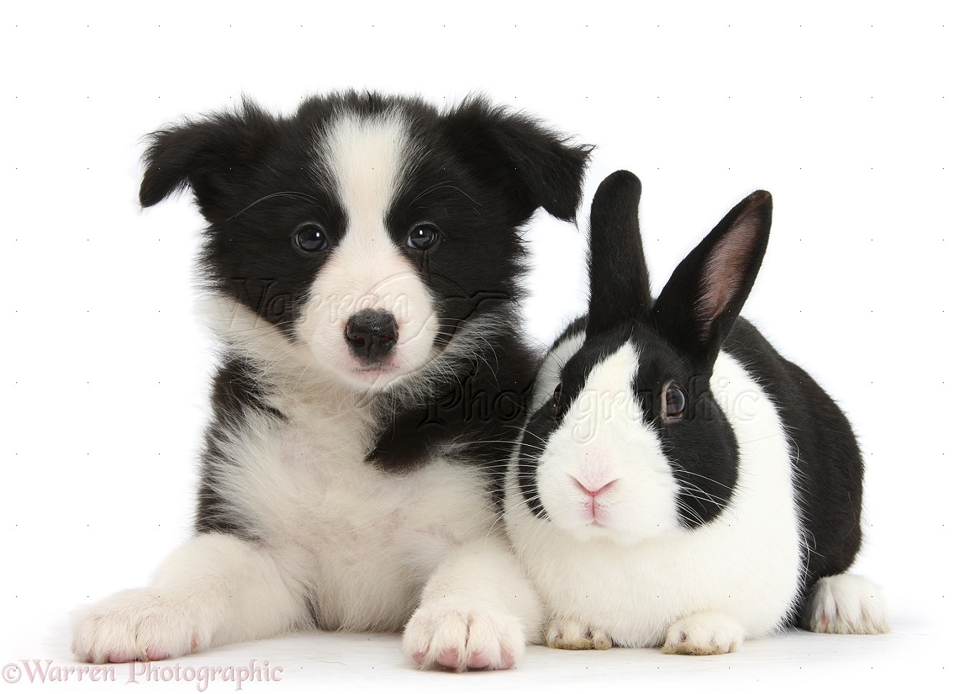 34837-Black-and-white-Border-Collie-pup-and-black-Dutch-rabbit-white-background.jpg