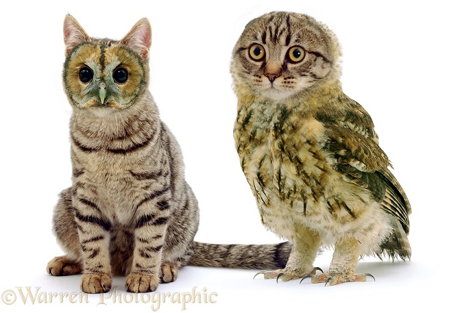 The Owl and the Pussycat, white background