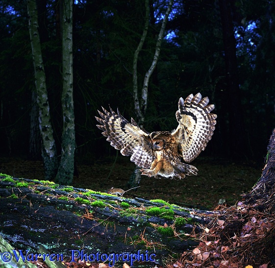 Tawny Owl (Strix aluco) pouncing a mouse on a fallen pine trunk