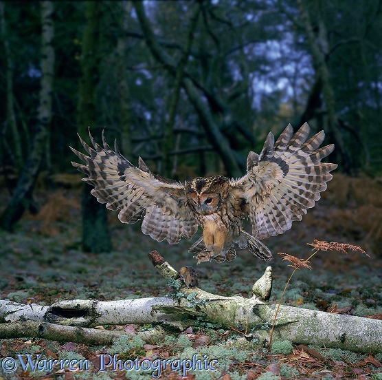 Tawny Owl (Strix aluco) pouncing a mouse on a fallen birch trunk