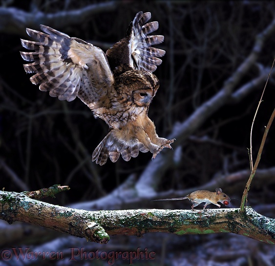 Tawny Owl (Strix aluco) pouncing a running mouse