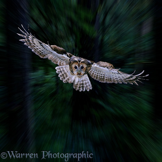 Tawny Owl (Strix aluco) flying through woodlands at dusk
