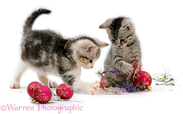 Kittens playing with Christmas baubles and tinsel, white background