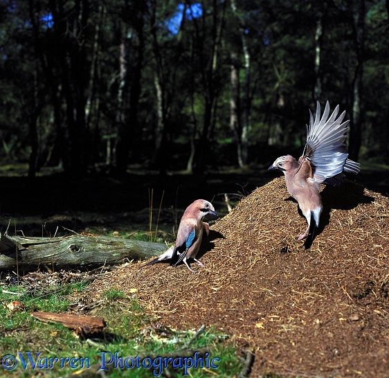 European Jays (Garrulus glandarius) 'anting' on Wood Ants' nest