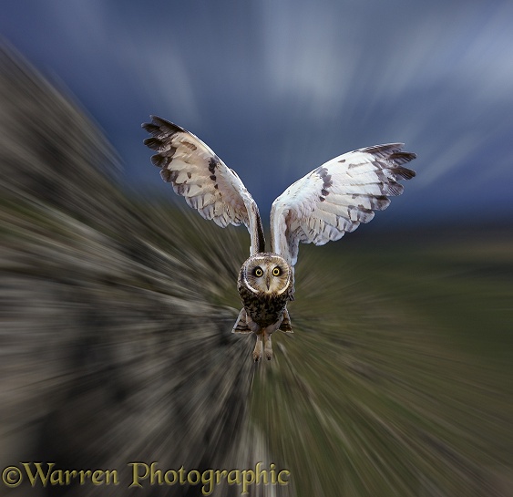 Short-eared Owl (Asio flammeus) in flight