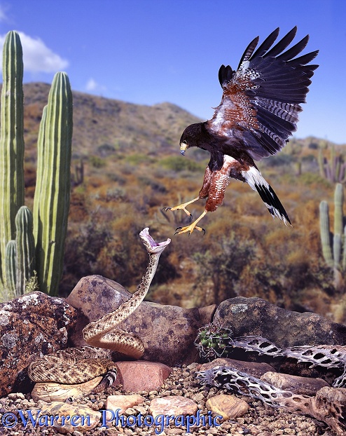 Harris' Hawk (Parabuteo unicinctus) attacking a rattlesnake.  North America