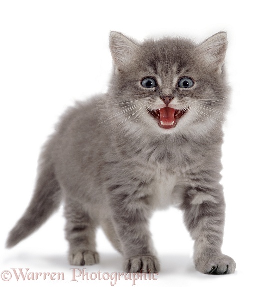 Kitten miaowing, white background