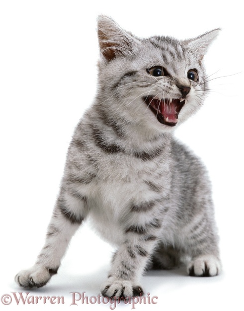Kitten miaowing, white background
