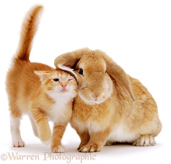 Ginger female kitten Sabrina scent-rubbing against a young sandy lop rabbit, white background