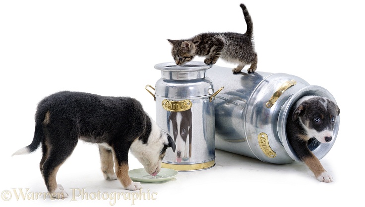 Two Border Collie puppies and a kitten playing around milk churns, white background