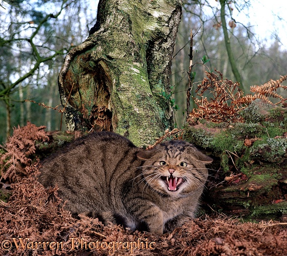 Scottish Wildcat (Felis silvestris) male, defensive