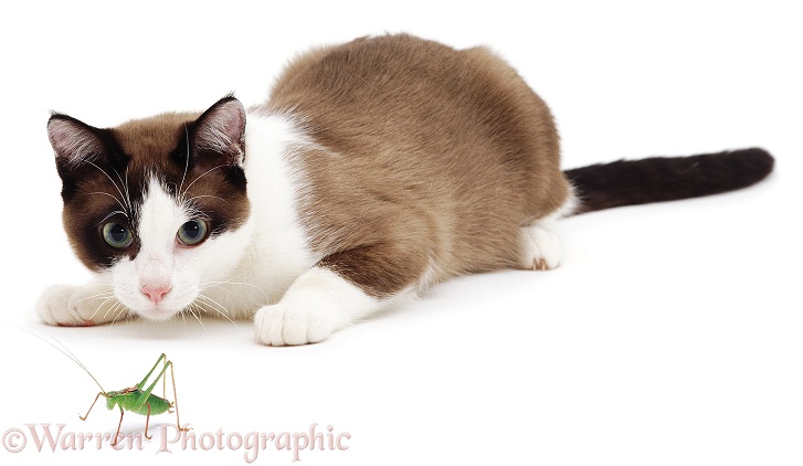Crouching cat looking at a Cricket, white background