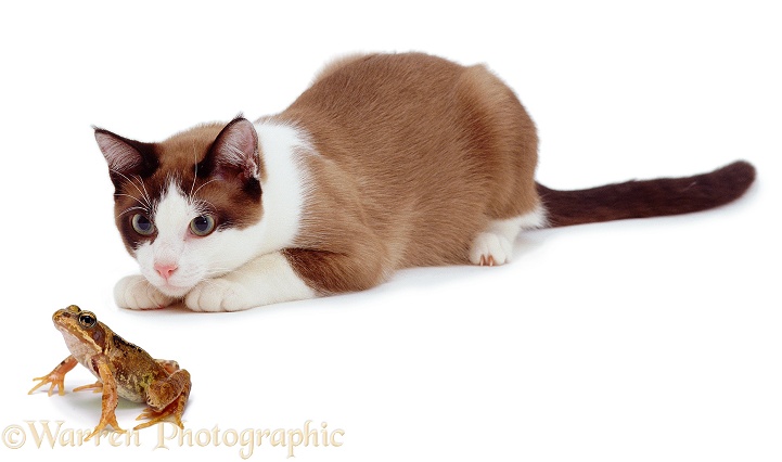Cat stalking a Common Frog, white background
