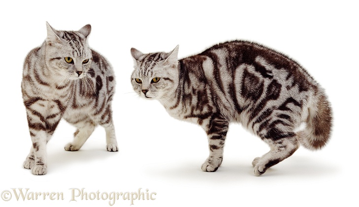 Full aggressive display of male silver tabby cat, ears back, mean stare, tail fluffed, ominous prowl, white background