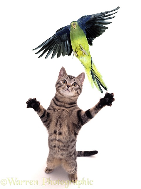 Parakeet escaping Grasping Cat, white background
