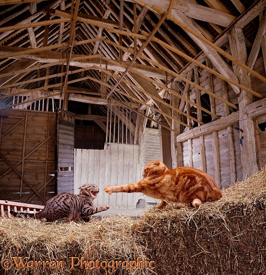 A pair of farmyard cats fighting in a barn