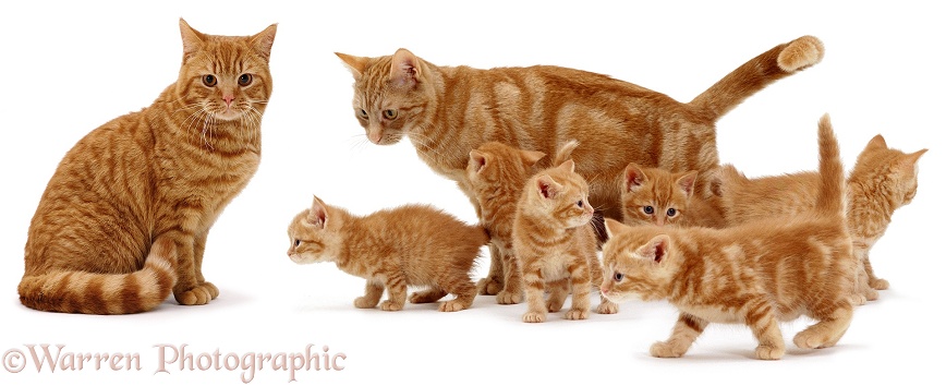 British Shorthair Red Spotted father cat, Highlander, and mother cat, Lucky, with their 6 week old kittens, white background