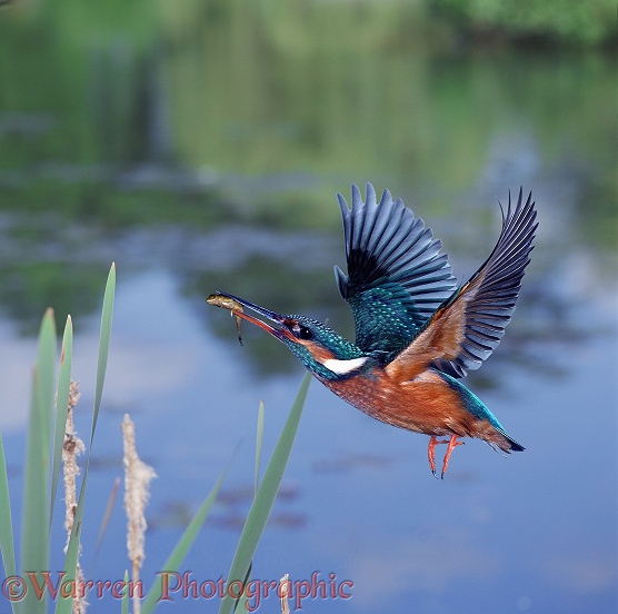 Kingfisher (Alcedo atthis) female flying up with Ten-spined Stickleback in its beak
