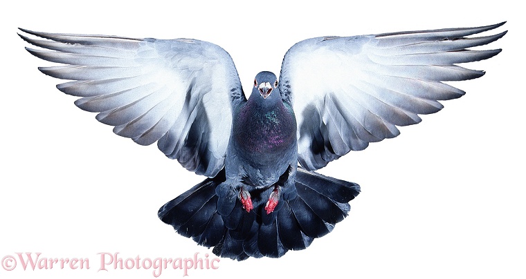 Street Pigeon (Columba livia) taking off, white background