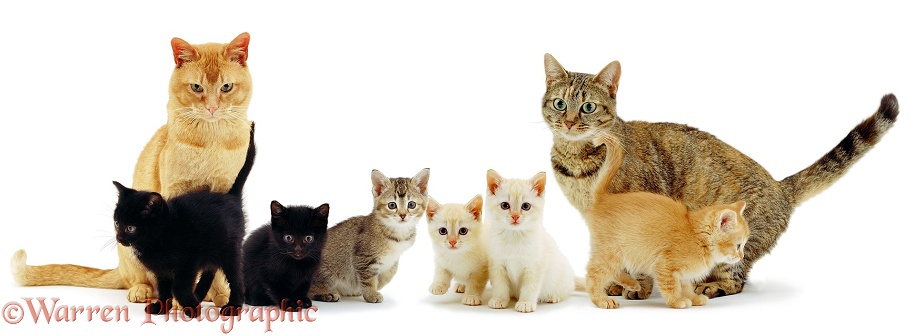 Red Burmese father cat Ozzie and mother cat with their colourful family, white background