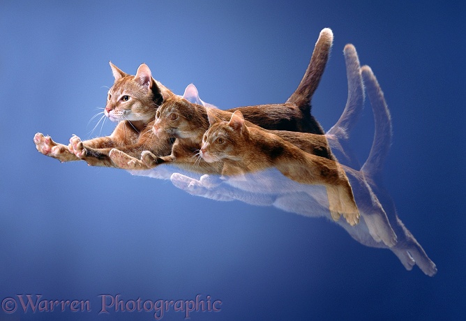 Multiple image of a Sorrel Abyssinian cat in mid leap