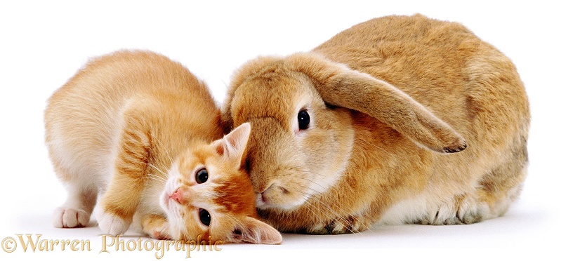 Ginger female kitten Sabrina scent-rubbing against a young sandy lop rabbit, white background
