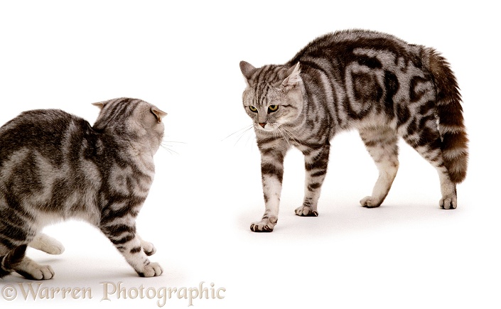 Aggressive male silver tabby cat, Peregrine, menacing his young son, Butterfly, white background