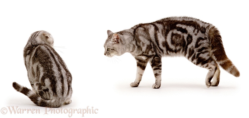 Aggressive male silver tabby cat, Peregrine, menacing his 6-month-old son, Butterfly, white background