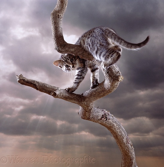 Brown Spotted Bengal cat on a bare branch