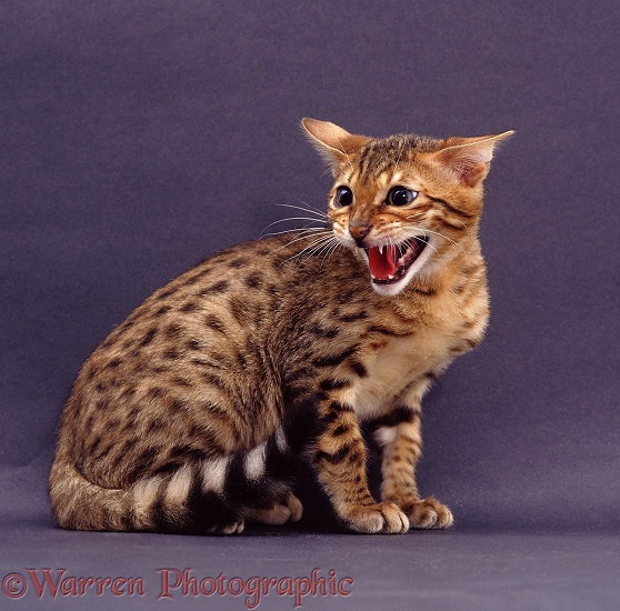 Very timid Brown Spotted Bengal cat, ears back, giving fearful defensive snarl