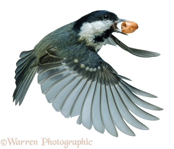 Coal Tit (Parus ater) flying off with a peanut, white background