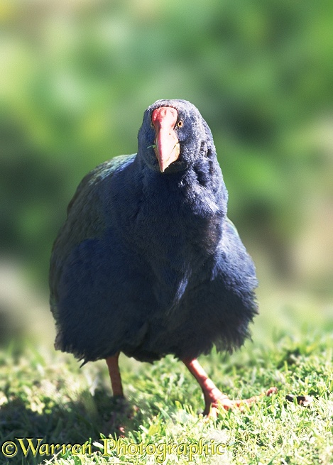Takahe (Porphyrio mantelli).  New Zealand
