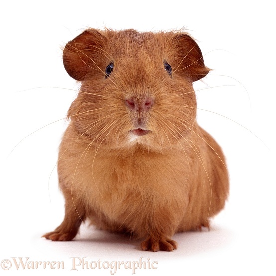 Young red smooth-haired Guinea pig, white background