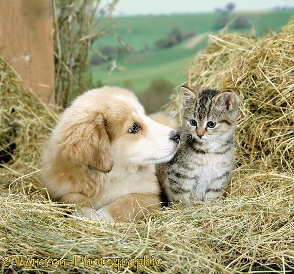 Sable Irish Border Collie bitch puppy with tabby kitten among hay
