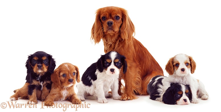 Cavalier King Charles mother and pups, 8 weeks old, white background