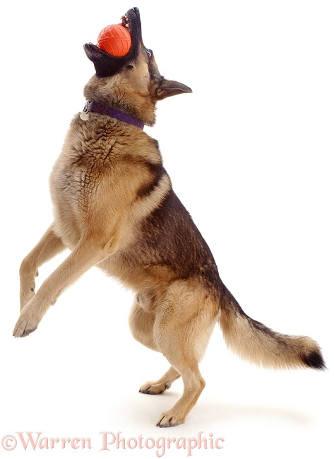 Training German Shepherd Dog, Caesar, catching a ball, white background
