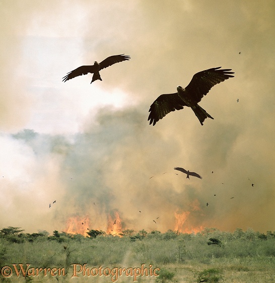 Black Kites (Milvus migrans) hawking insects put up by a bush fire.  Africa