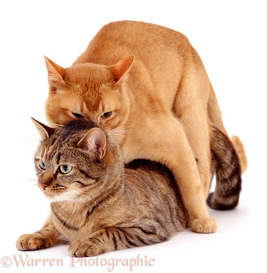 Mating Sequence. Red Burmese, Ozzie, x tabby Burmese-cross, Dainty, white background