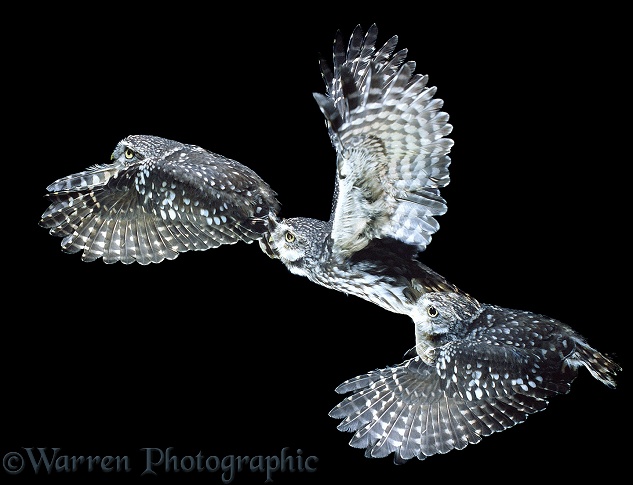 Little Owl (Athene noctua) in flight. Multiple exposure