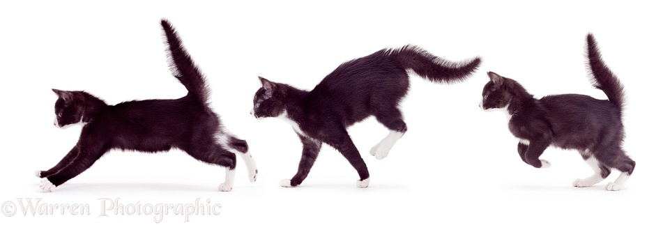 Multiple image of a black-and-white kitten, 14 weeks old, running with fluffed tail, white background