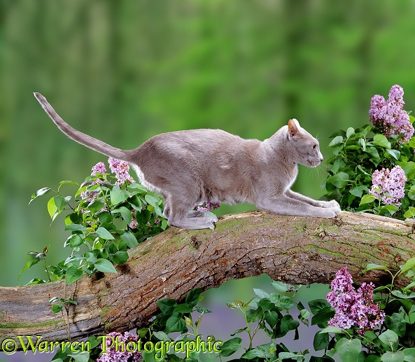 Foreign Lilac cat sharpening her claws on a dead branch