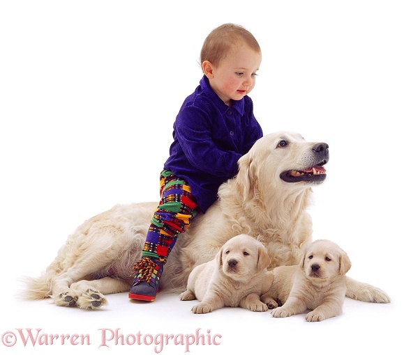 1-year-old baby, 'riding' Golden Retriever bitch, Bonnie, with 6-week-old pups, white background