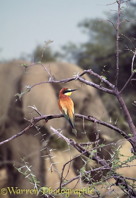European Bee-eater (Merops apiaster) with elephant.  Europe, Africa