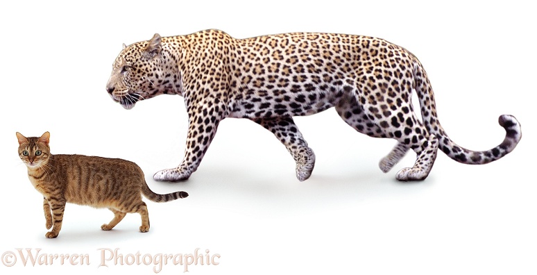 Leopard (Panthera pardus) with brown spotted Bengal cat, white background