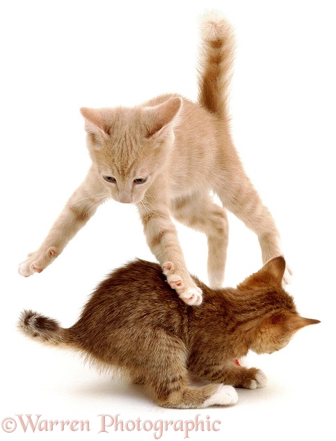 Siamese-cross kittens leaping and playing, white background