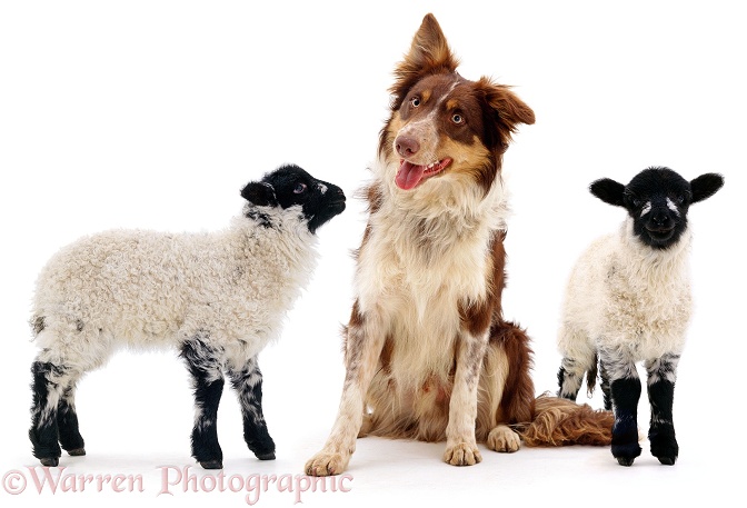 Red tricolour Border Collie Chester, with a pair of lambs, white background